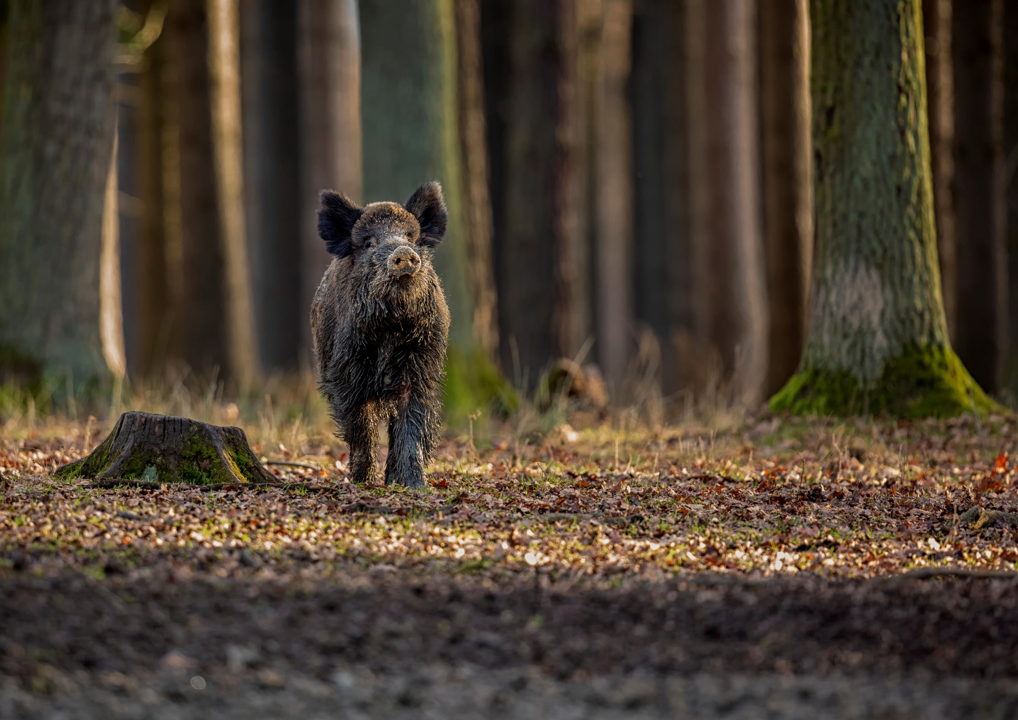 Deko Fondant Wildschwein Jäger