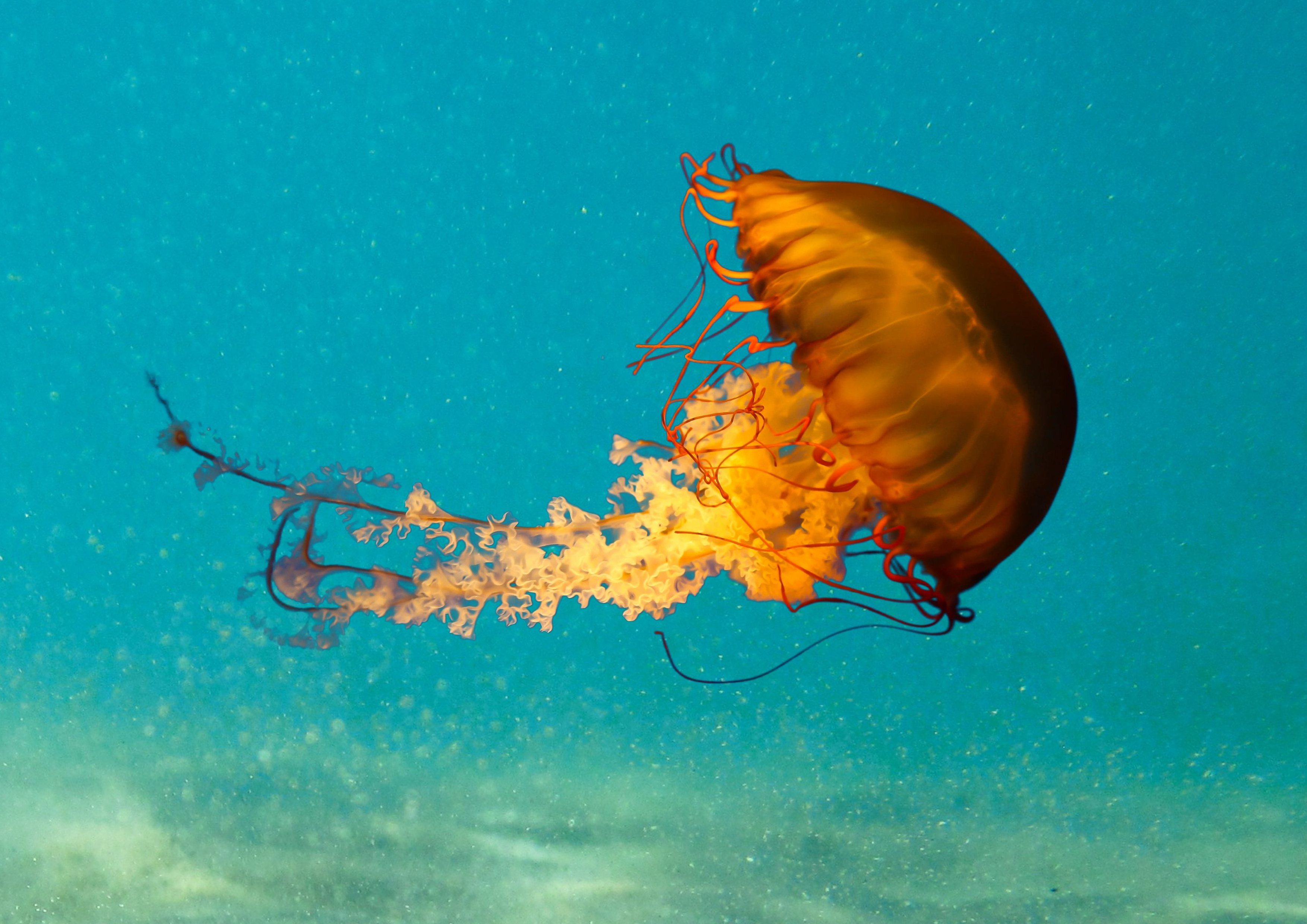 Deko Fondant  Qualle 