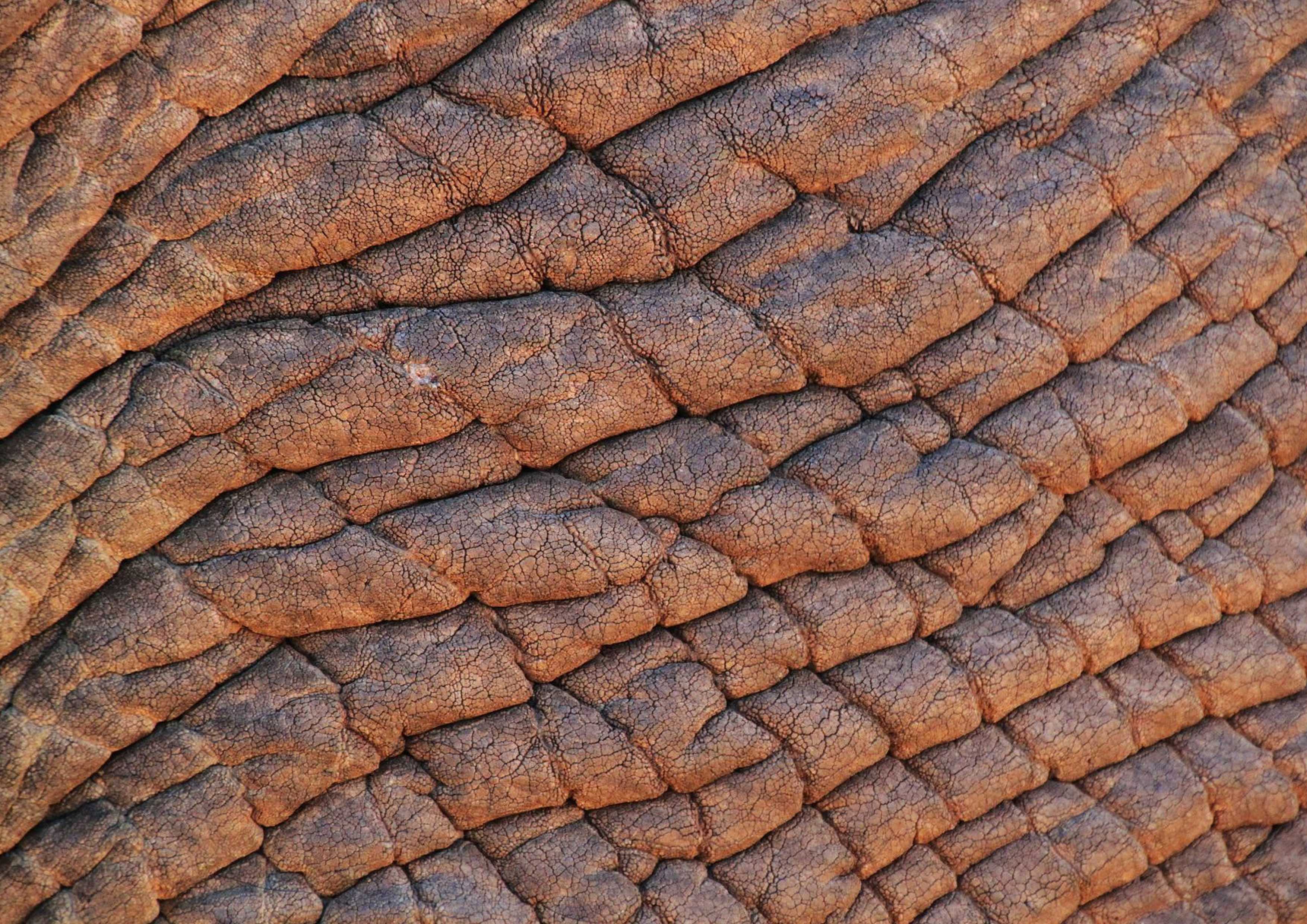 Deko Fondant Elefantenhaut