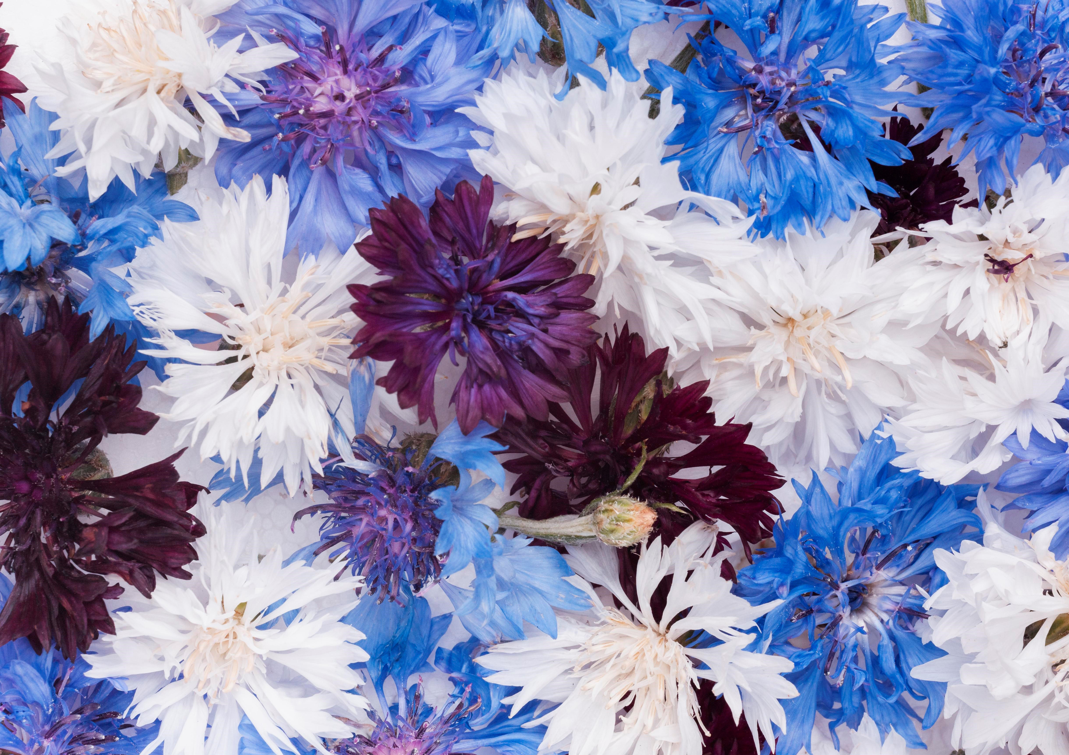 Deko Fondant Blumen