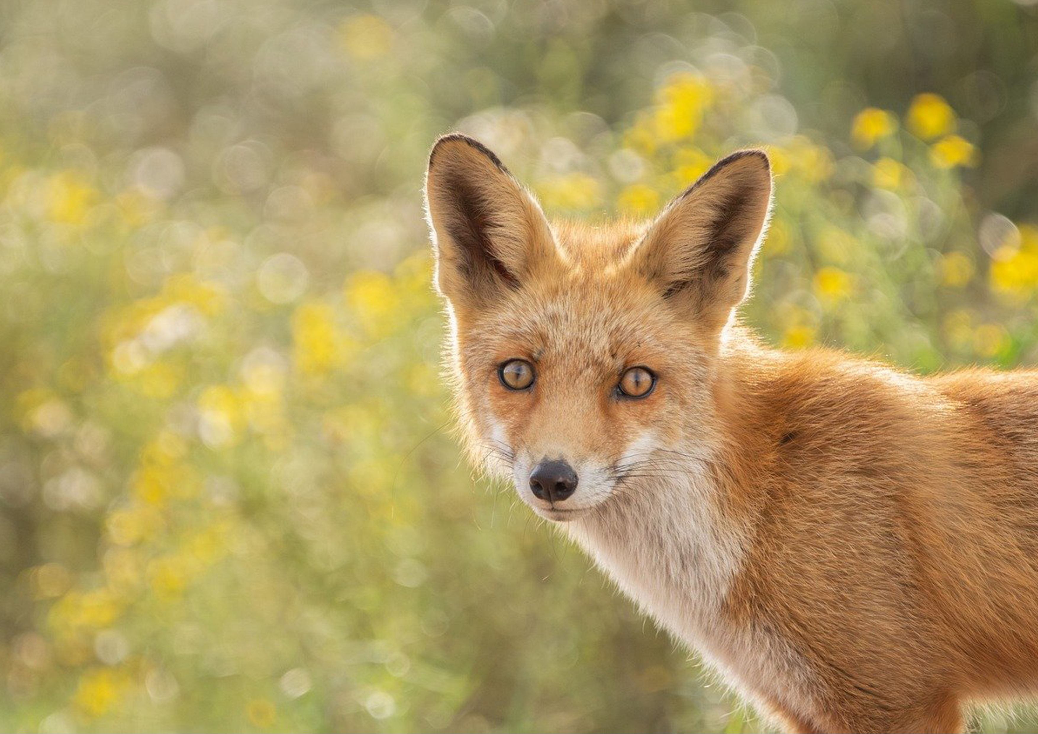 Deko Fondant Fuchs