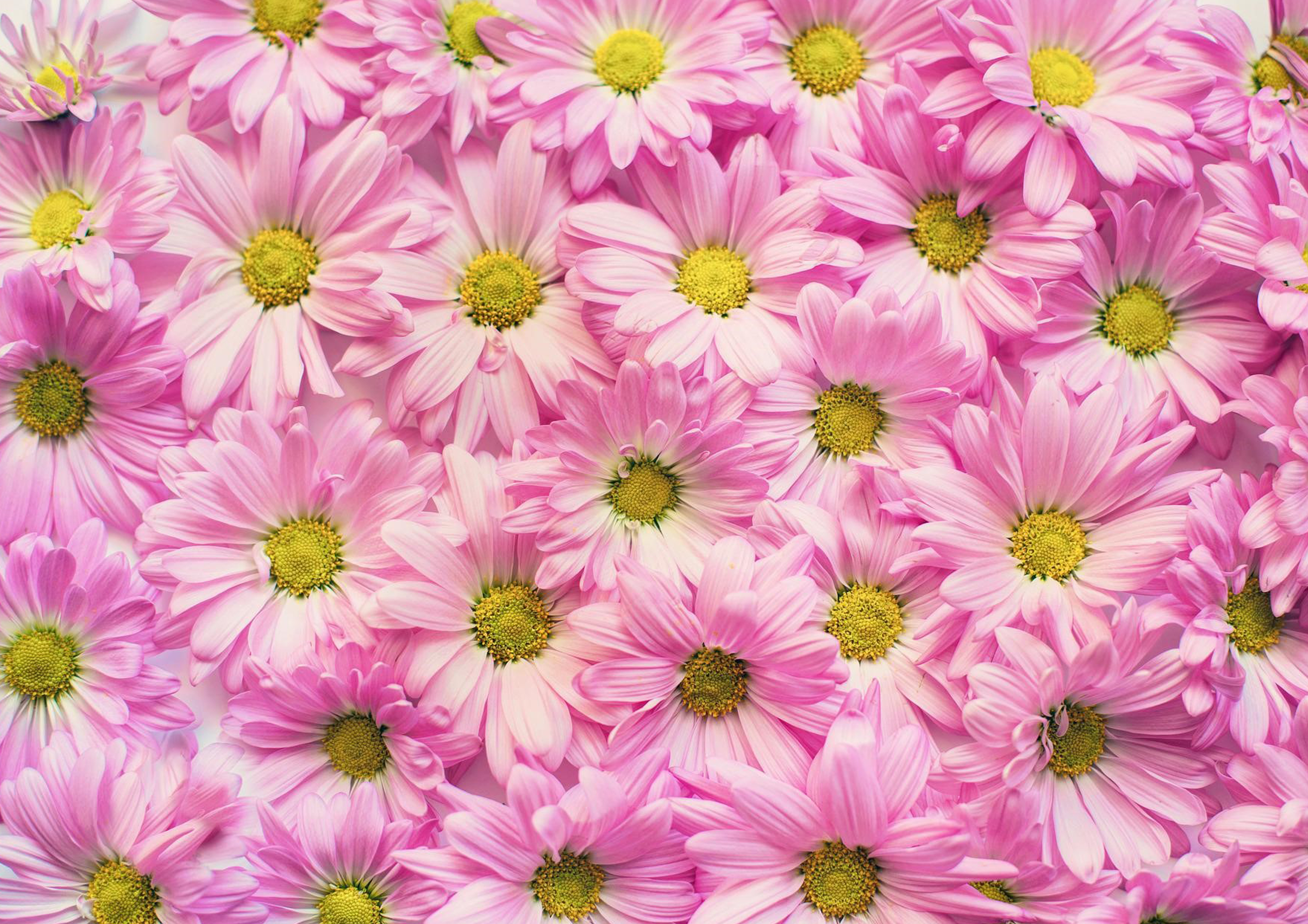 Deko Fondant Blume rosa