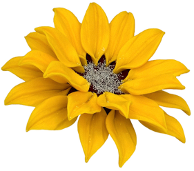 Zuckerblume „XXL Sonnenblume“ – handgefertigt aus Zuckermasse 