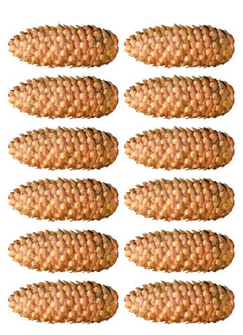 Lebkuchenaufleger Zapfen