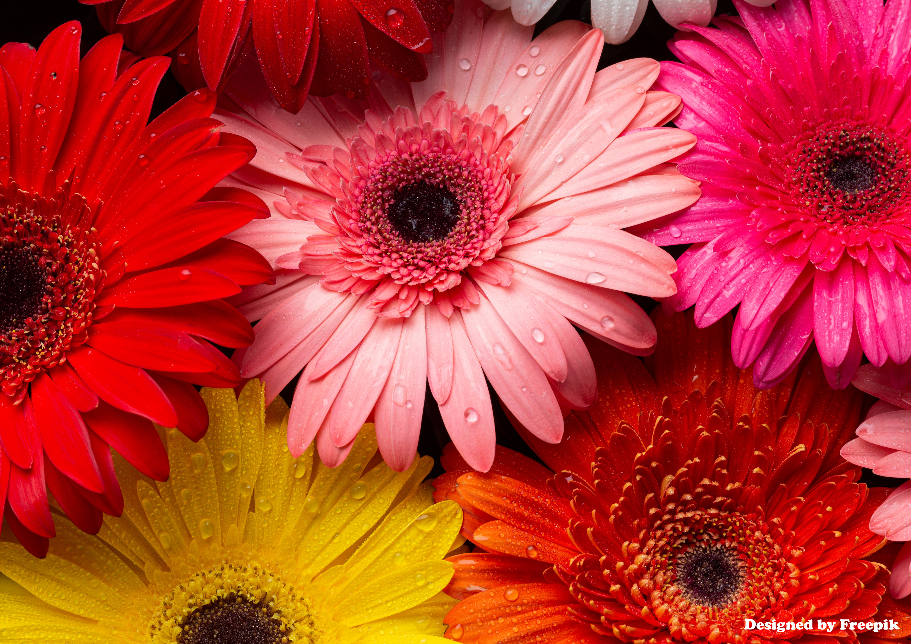 Deko Fondant Gerbera