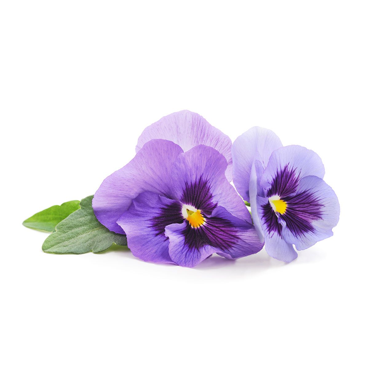 Aroma Veilchen Violet 120g