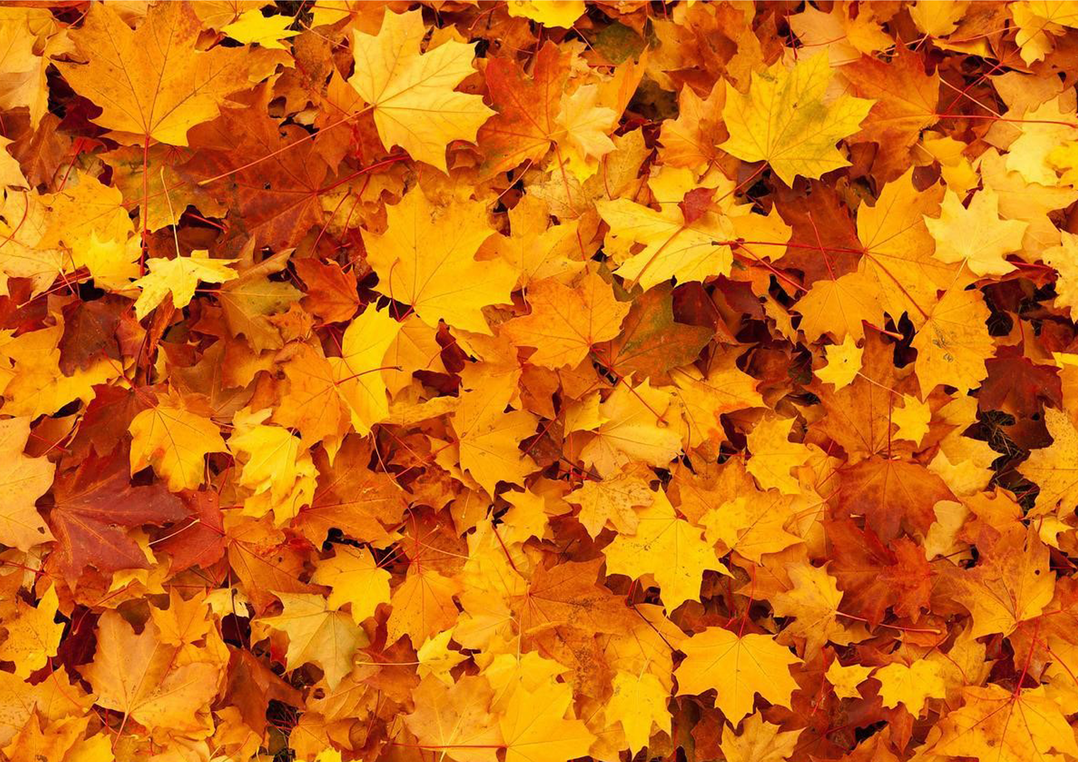 Deko Fondant Ahornblätter