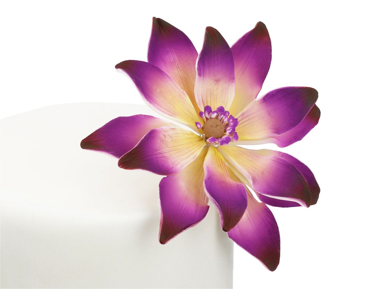Feinzucker Blüte Tropische Seerose 