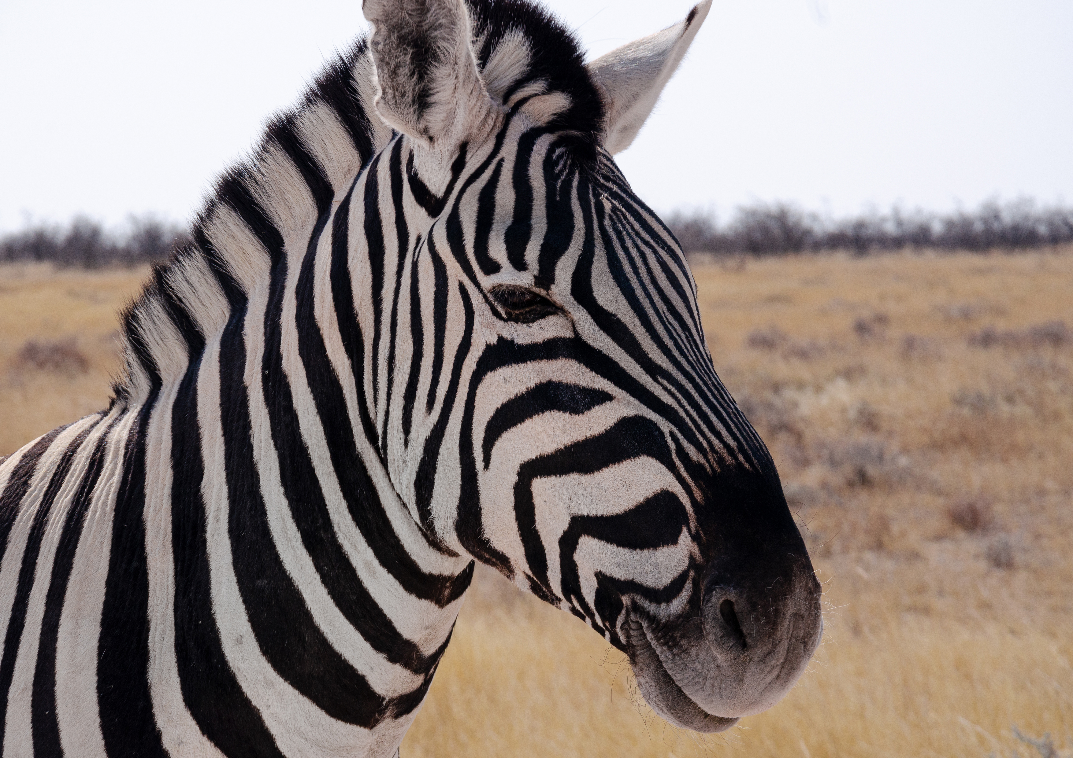 Deko Fondant  Zebra