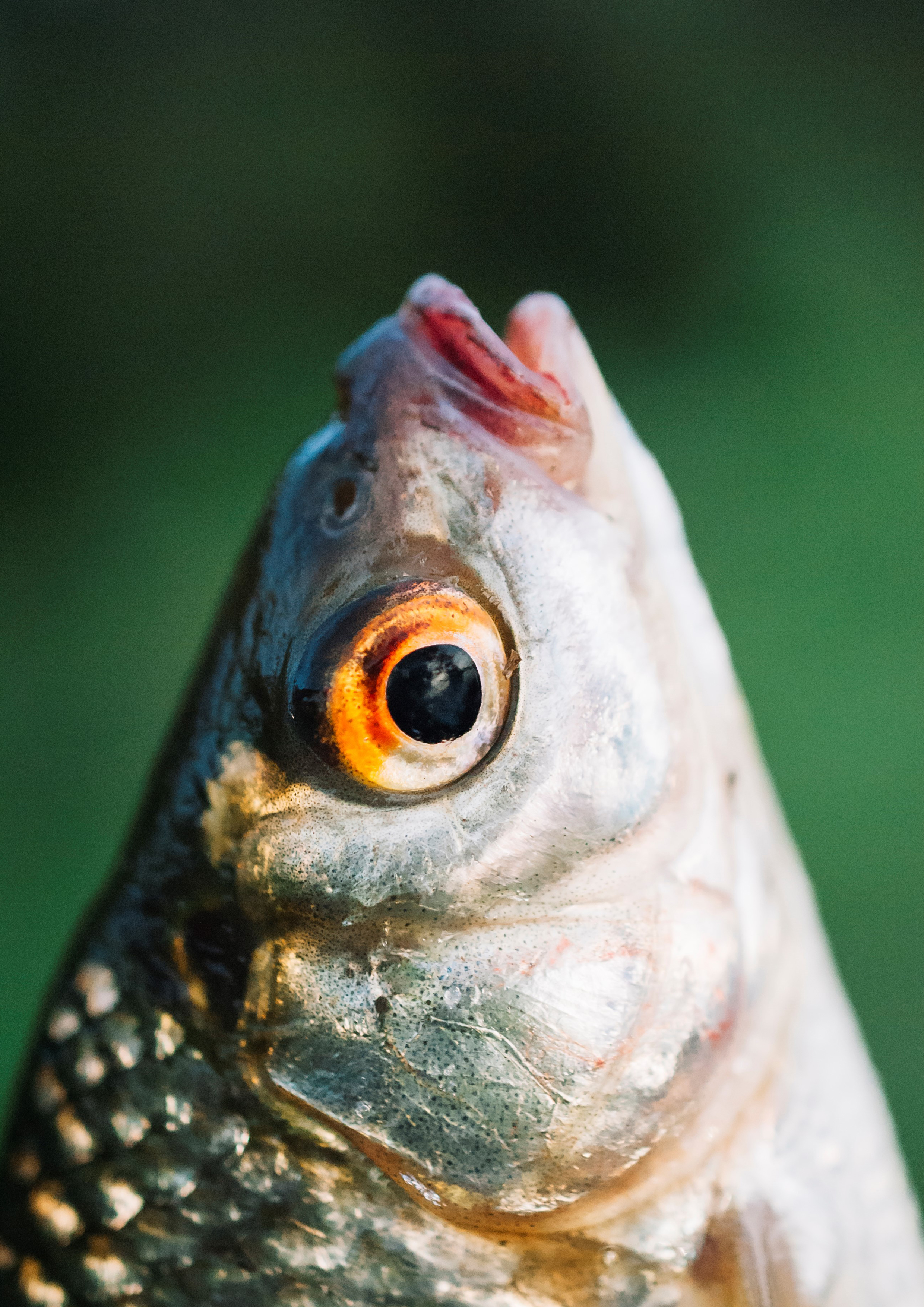 Rouladendekor Fisch