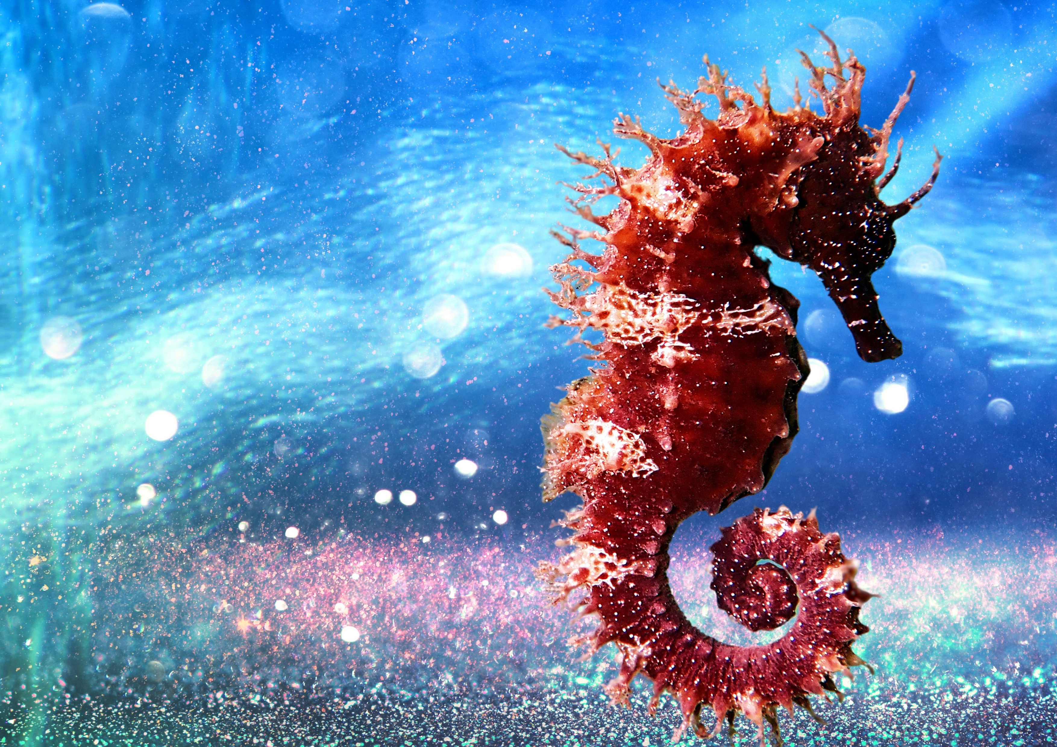 Deko Fondant Seepferdchen