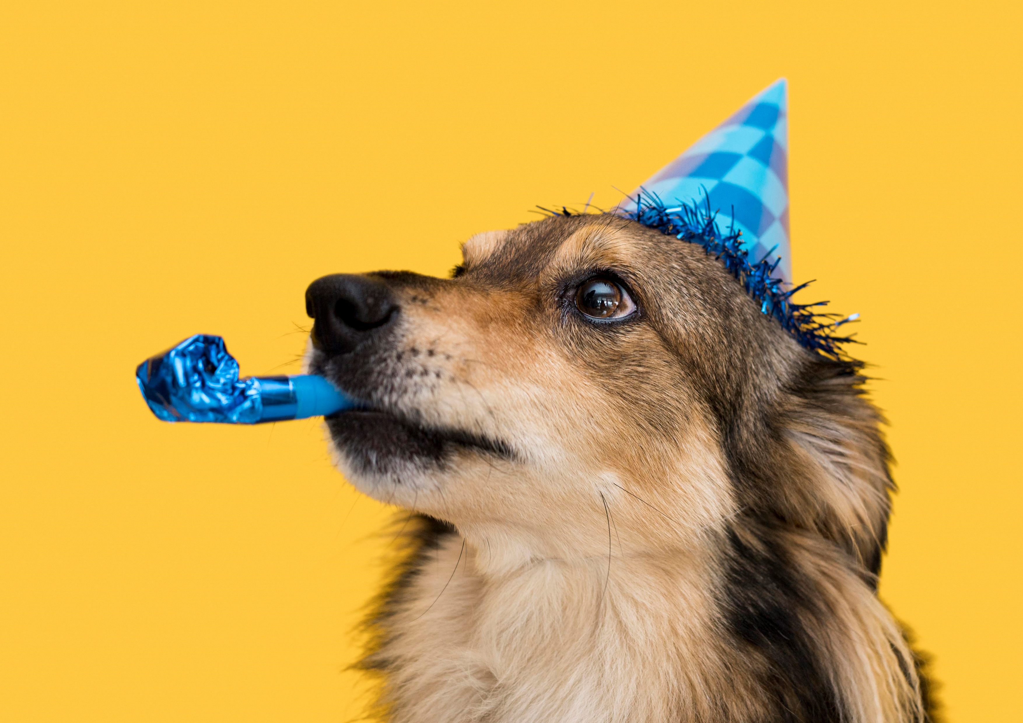 Deko Fondant  Geburtstag  Hund