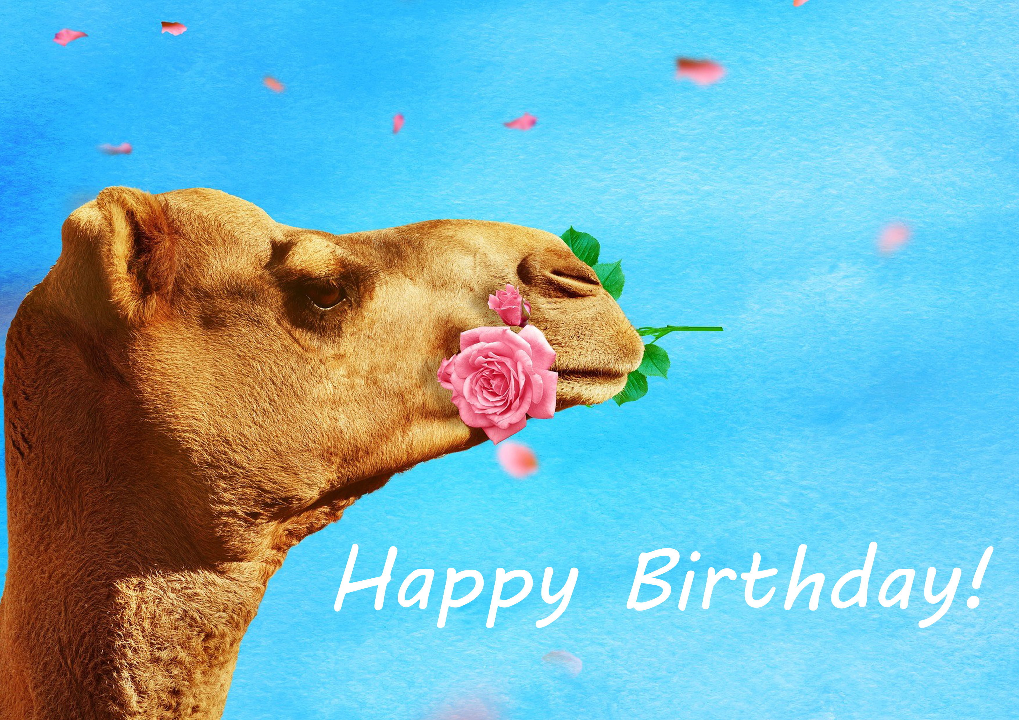 Tortenaufleger Geburtstag Kamel