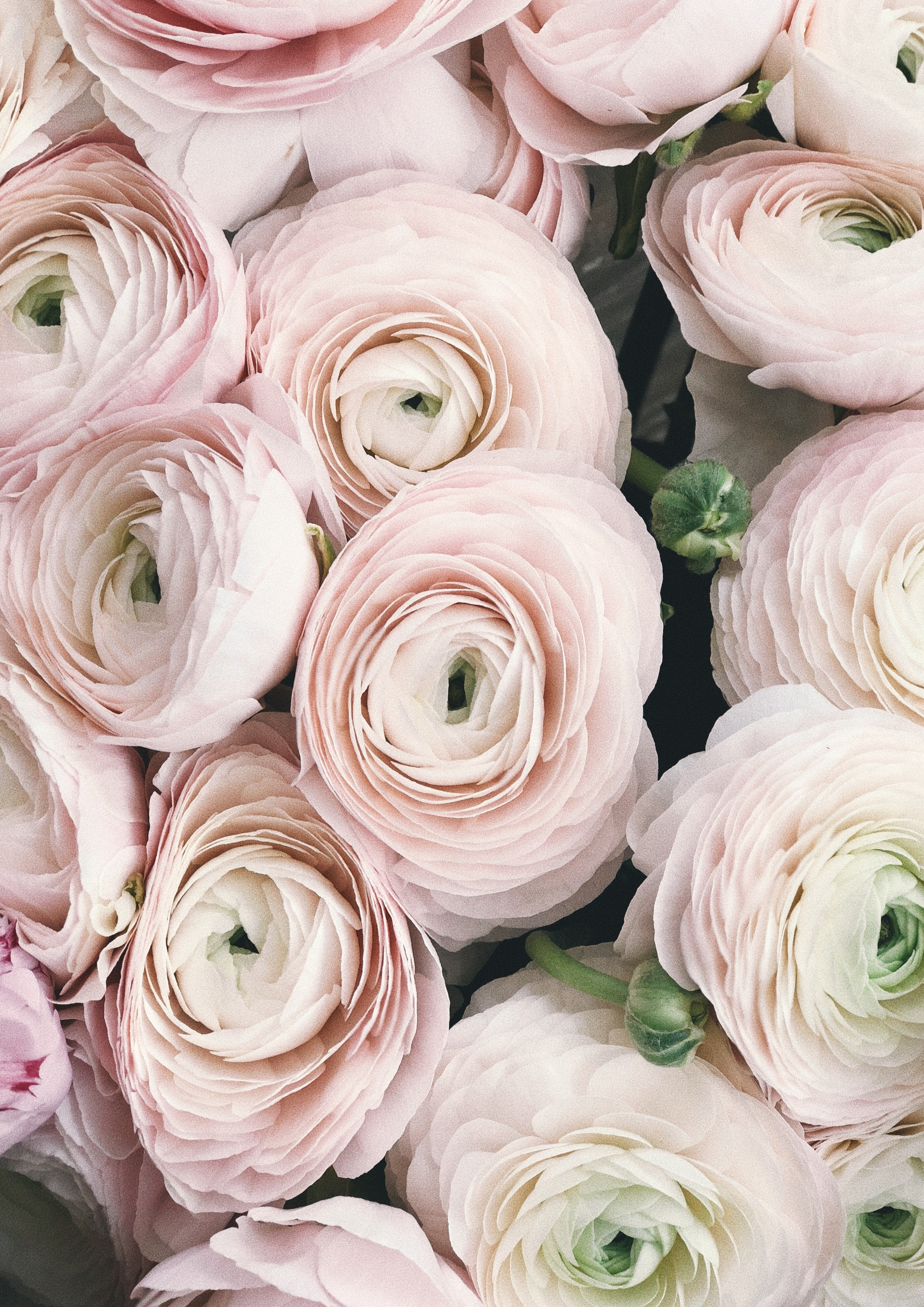 Deko Fondant Blumen