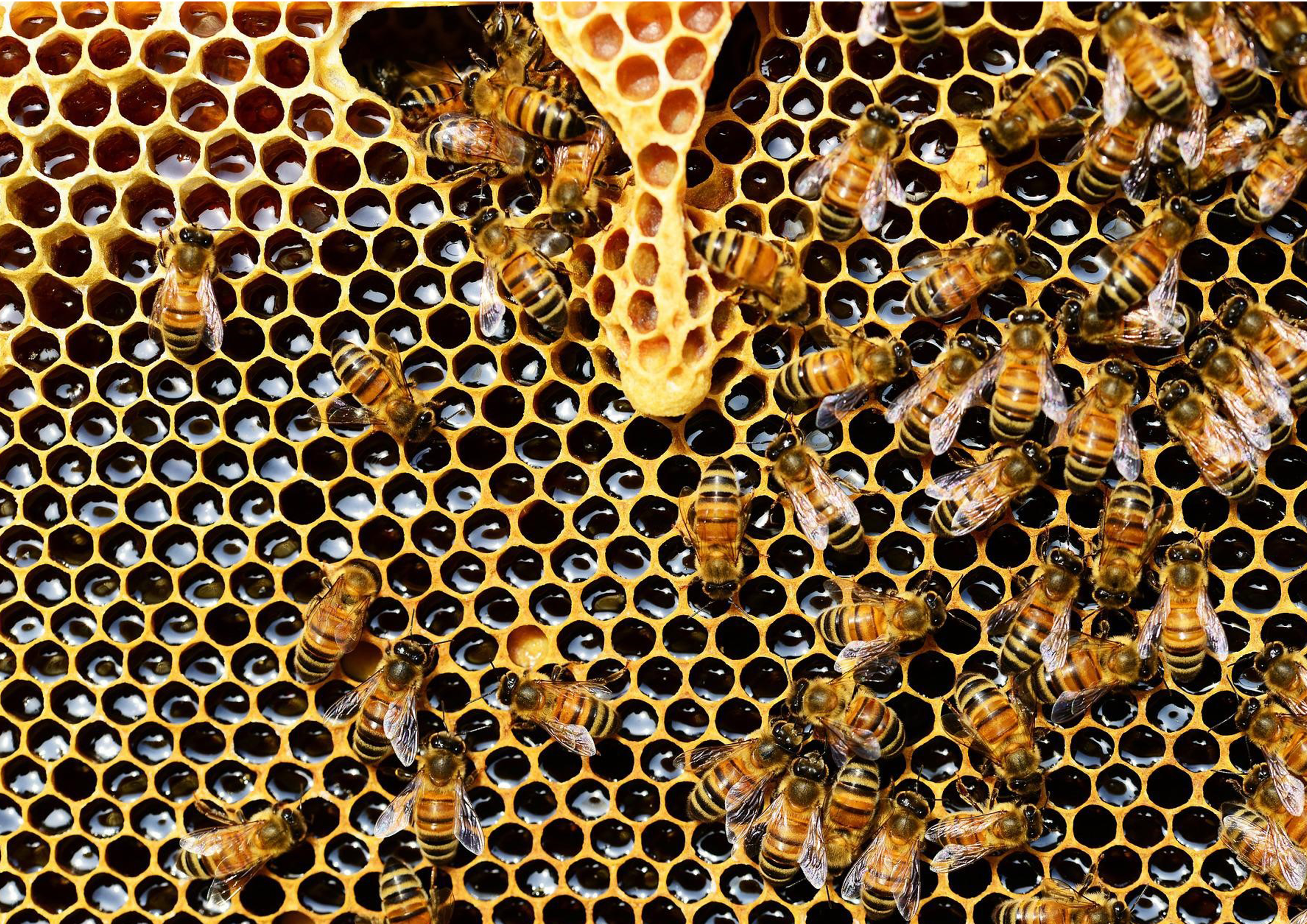 Tortenaufleger Bienen