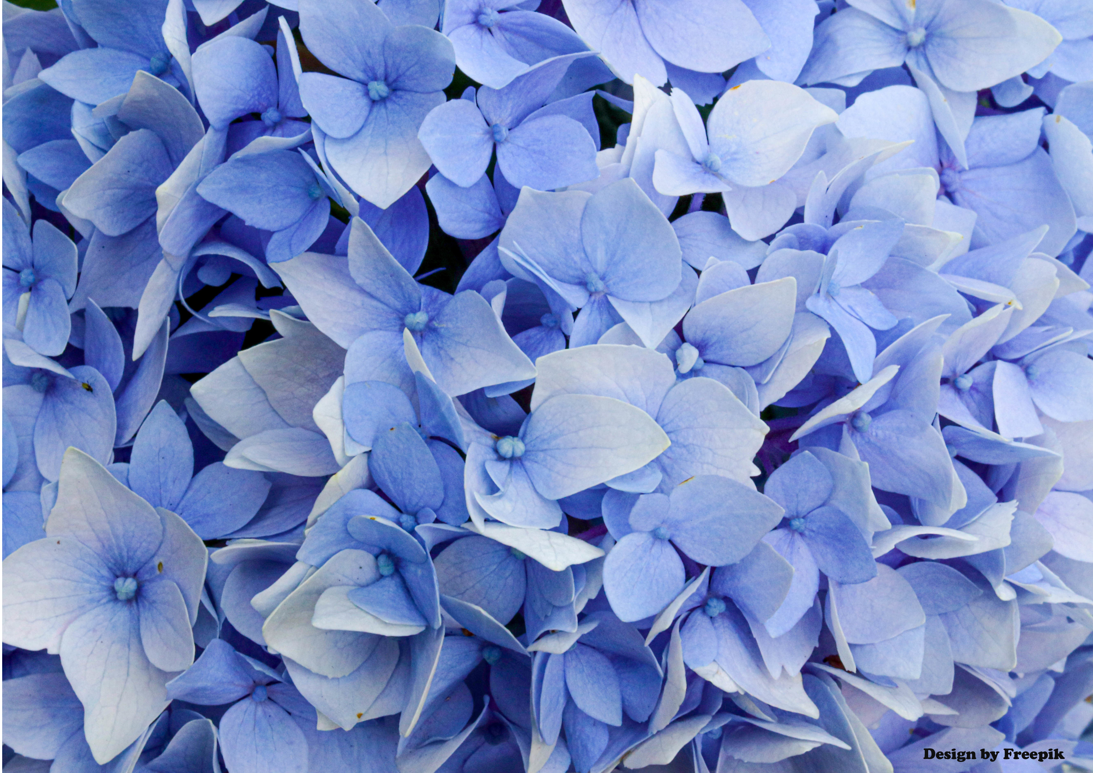 Deko Fondant blaue Blumen