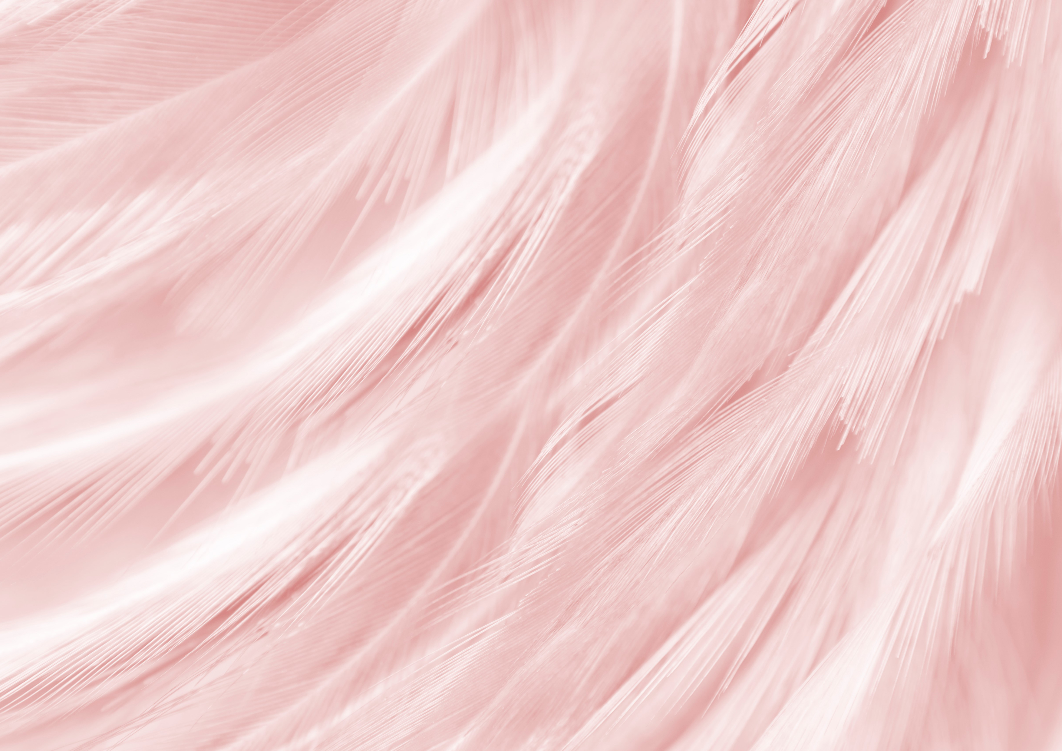 Deko Fondant Rosa