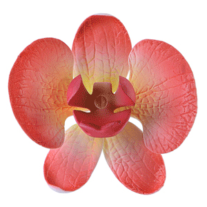 Orchidee Zuckerdeko rot - gelb