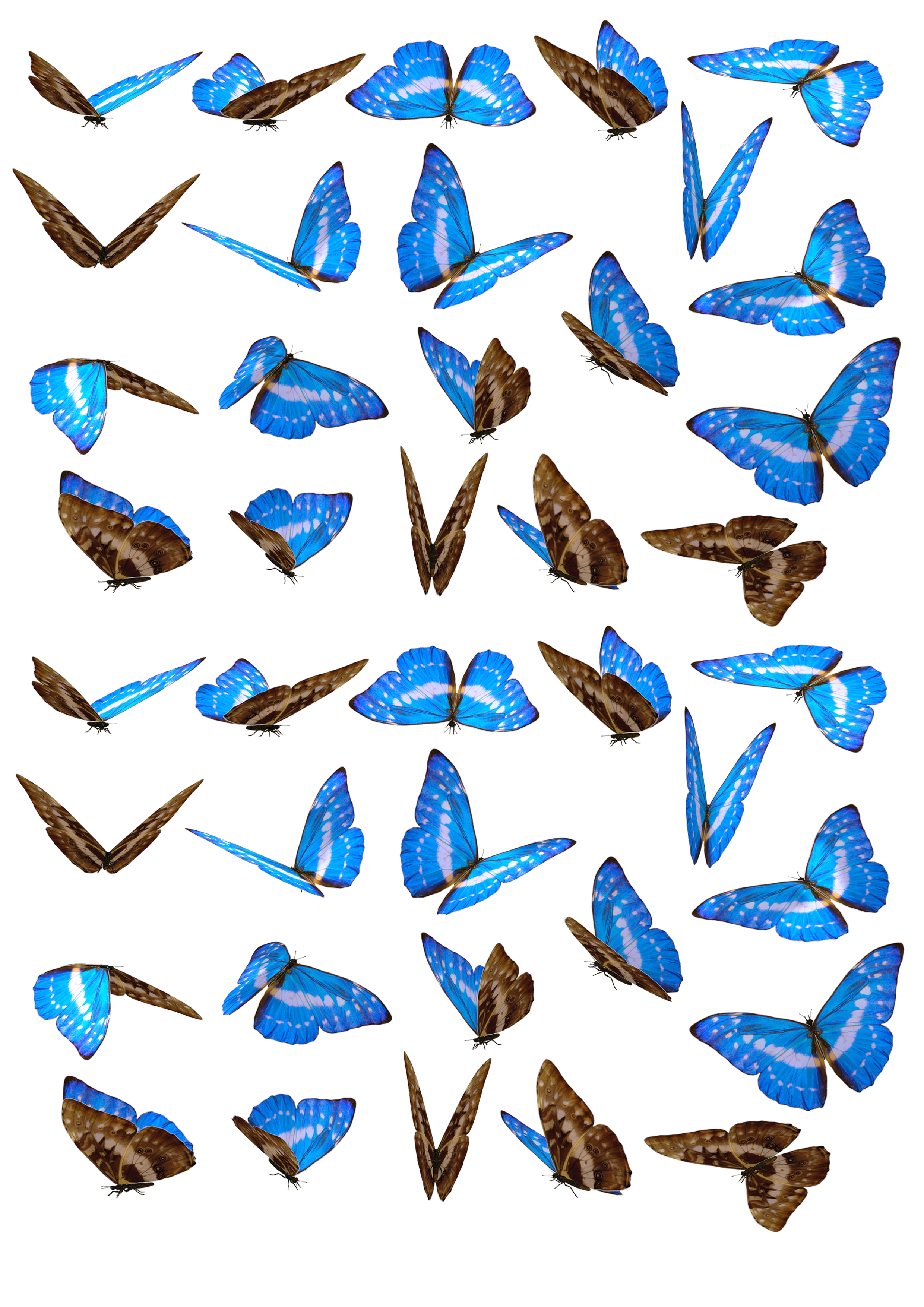 Wafer Paper / Oblatenpapier Schmetterlinge