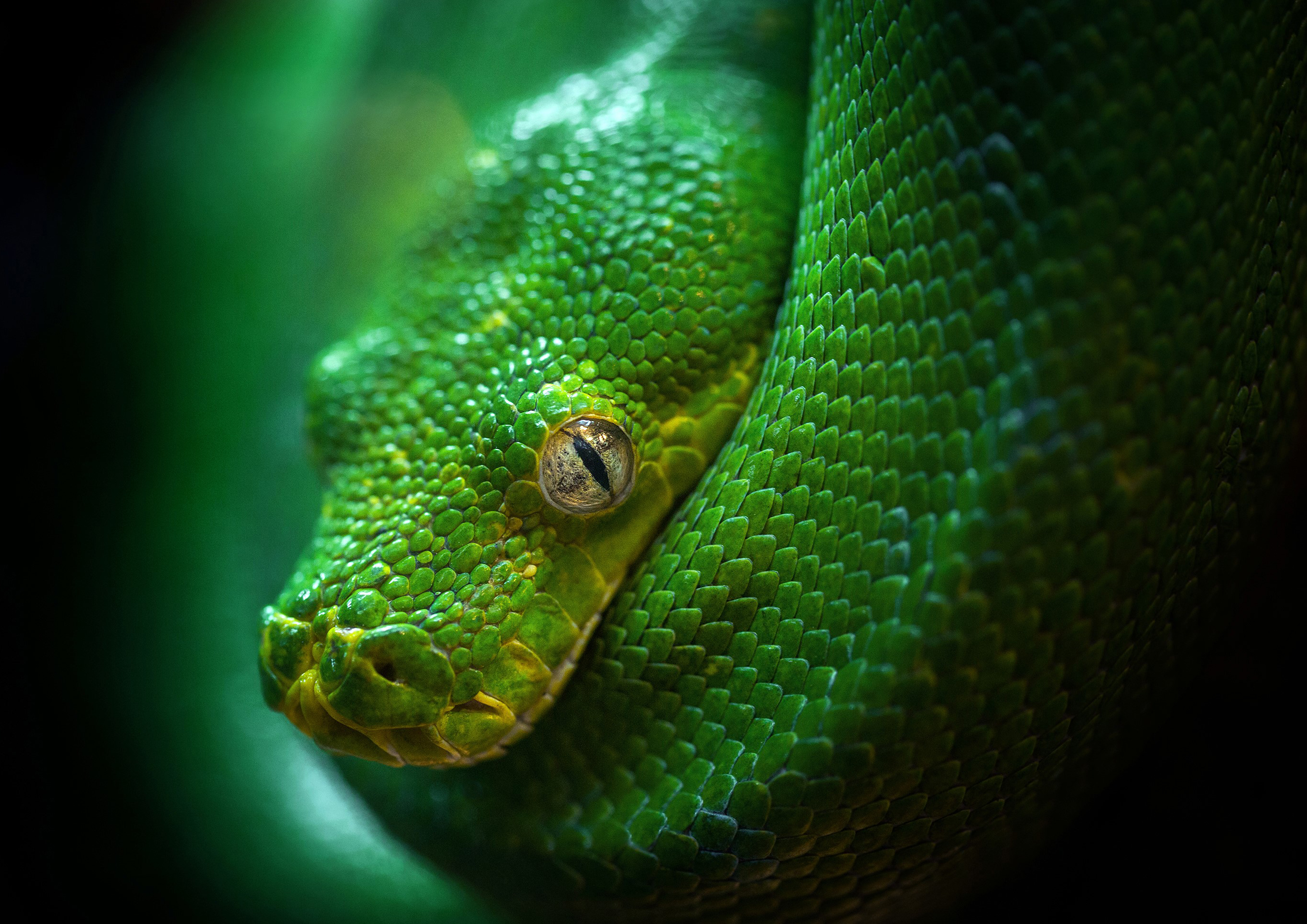 Tortenaufleger Schlange