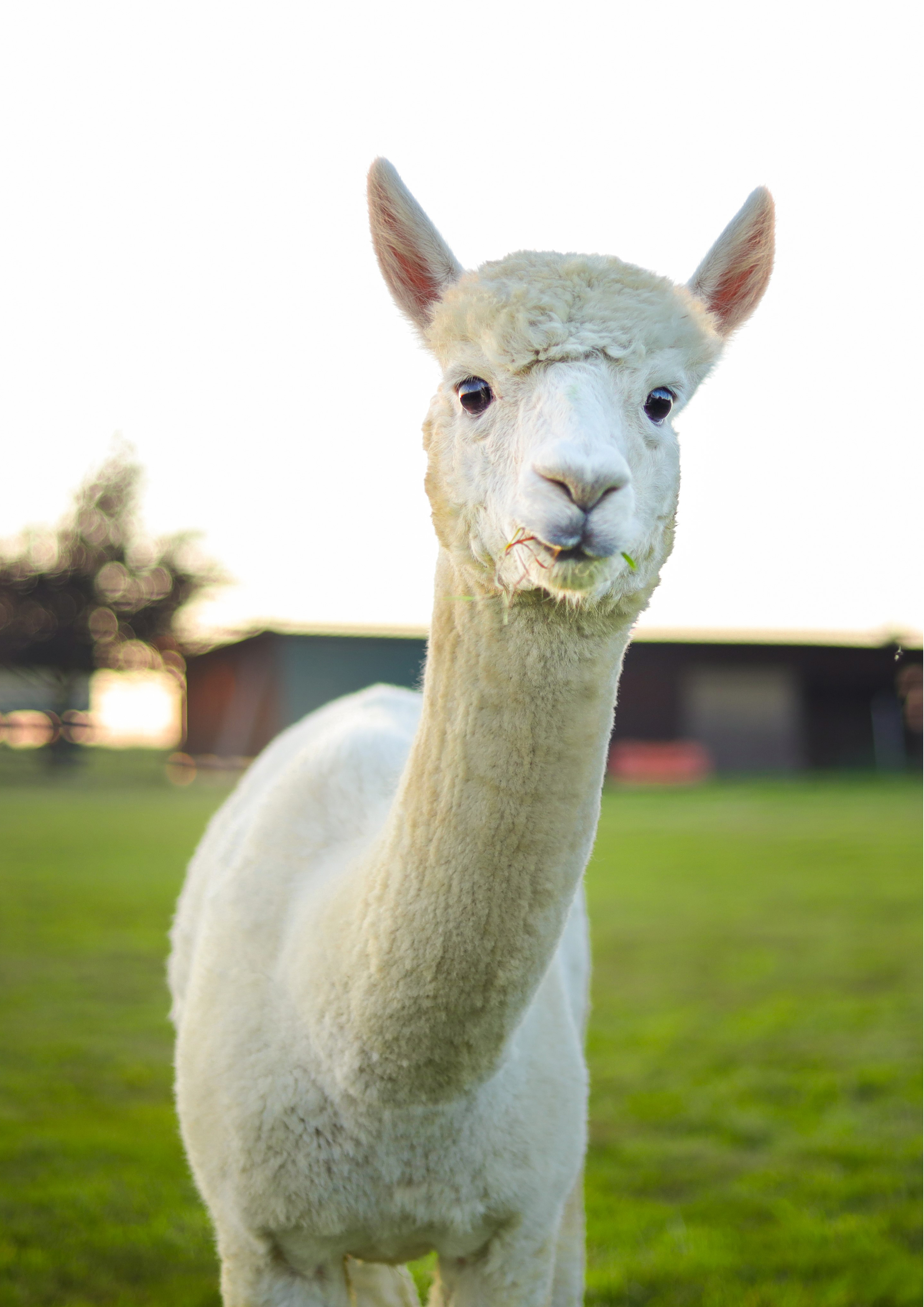 Rouladendekor Lama