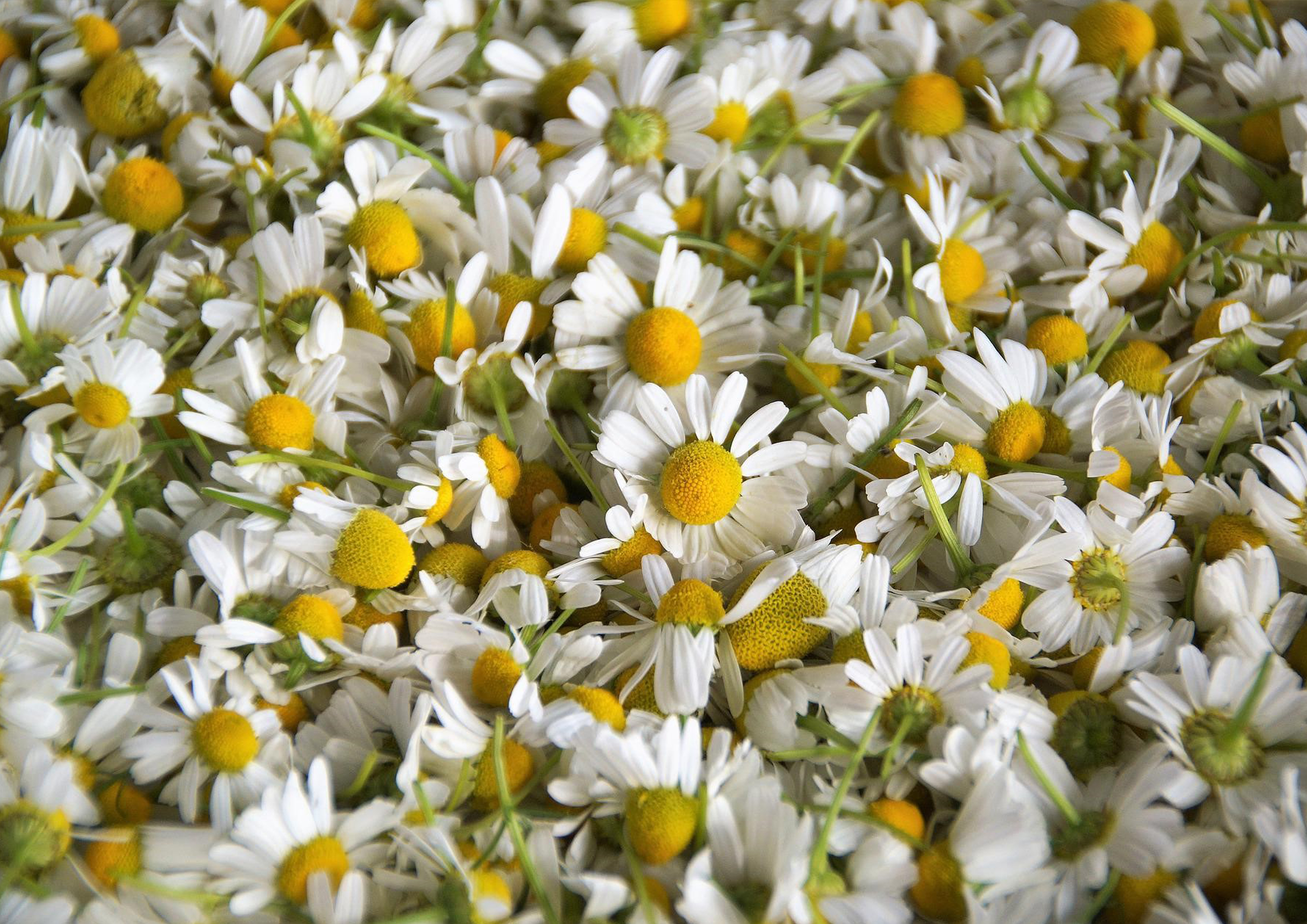 Deko Fondant Gänseblümchen