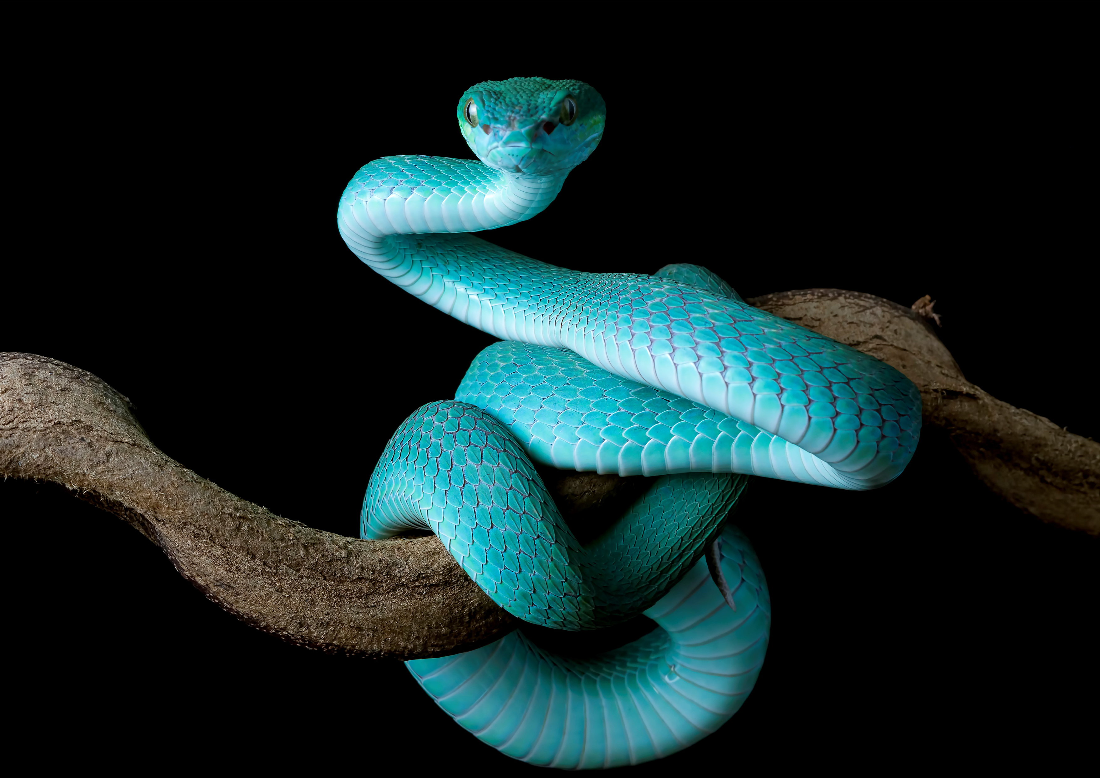 Tortenaufleger Schlange