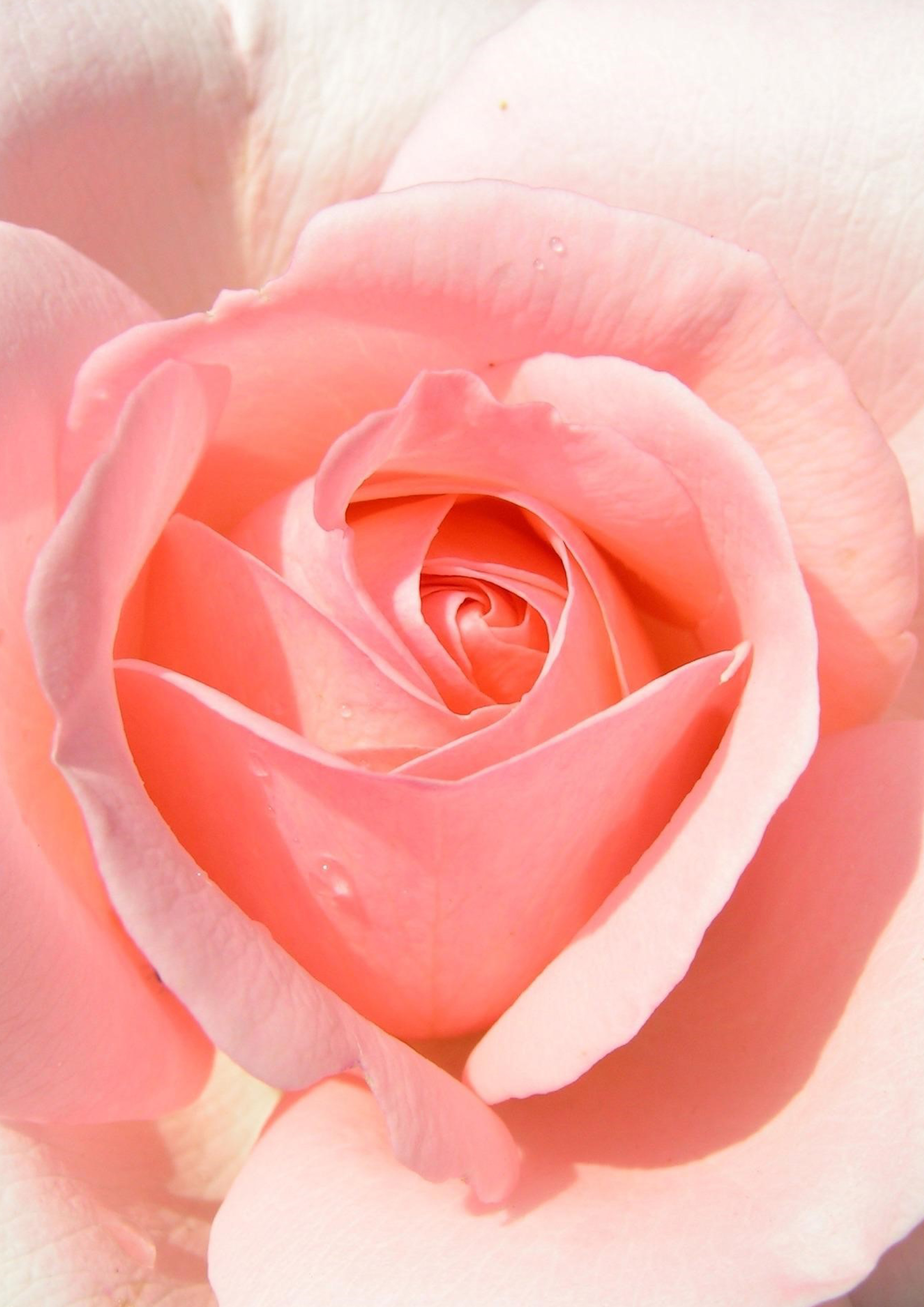 Deko Fondant Rose