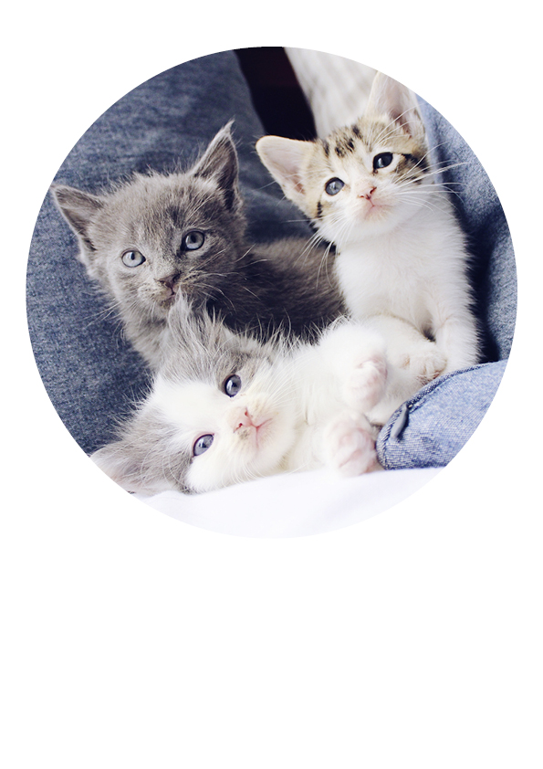 Tortenaufleger Katzen